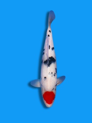 Tancho Sanke | Koi&Co.